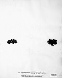 Collema marginale image